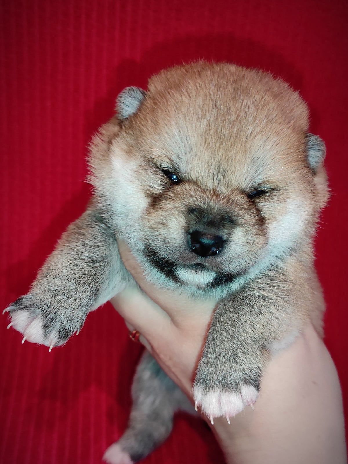 Сиба питомник RUBYLIGHT. Американская акита I Сиба ину I Питомник RUBYLIGHT