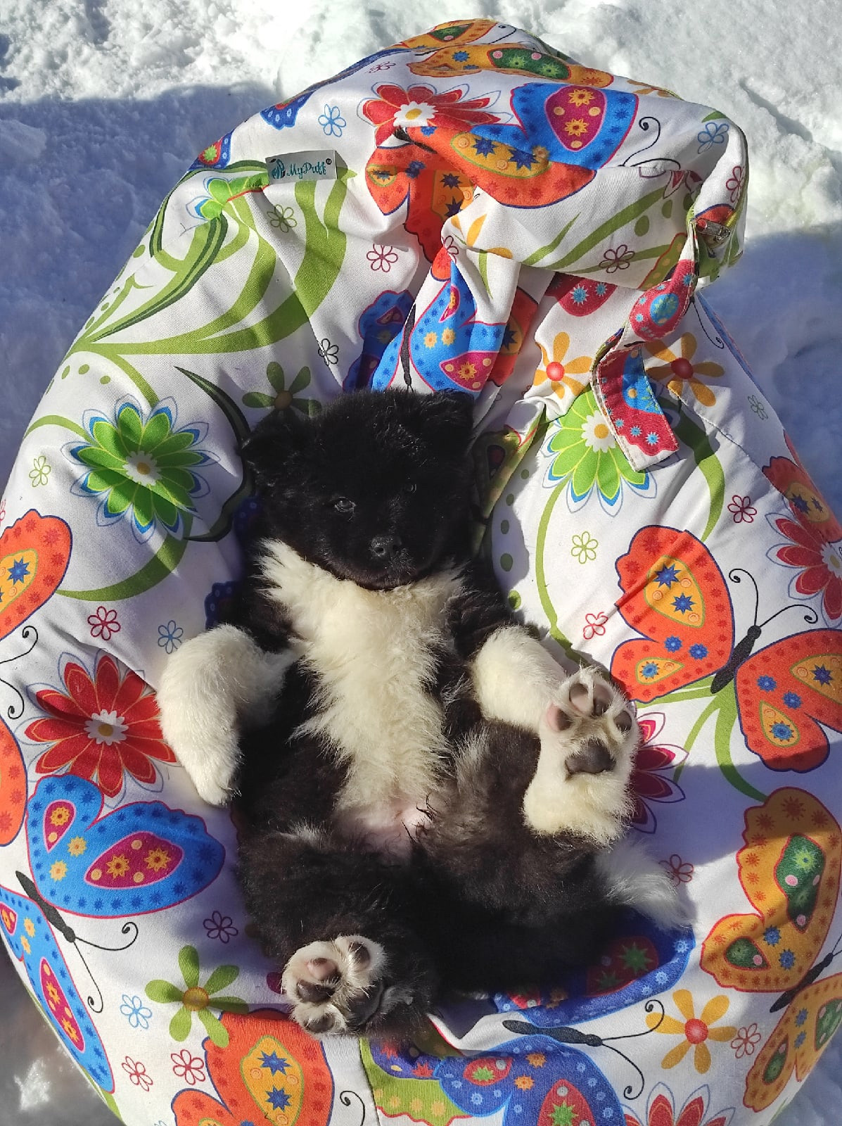 RUBYLIGHT HANNA * Ханна ( Отец: Alter Real Mercury , Мать: RUBYLIGHT BIYA )