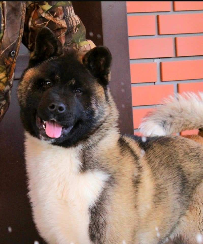 Triumf Sibiri Sting Shape of my Heart * Сэм  (Отец Zar Born To Be Famous Iz Ryzhei Stai , Мать Triumf Sibiri Dreams Come True)  Американская Акита кобель питомник RUBYLIGHT Санкт-Петербург