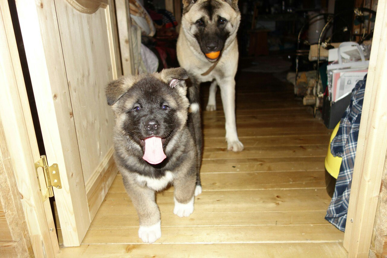 Американская акита питомник RUBYLIGHT. Американская акита I Сиба ину I Питомник RUBYLIGHT