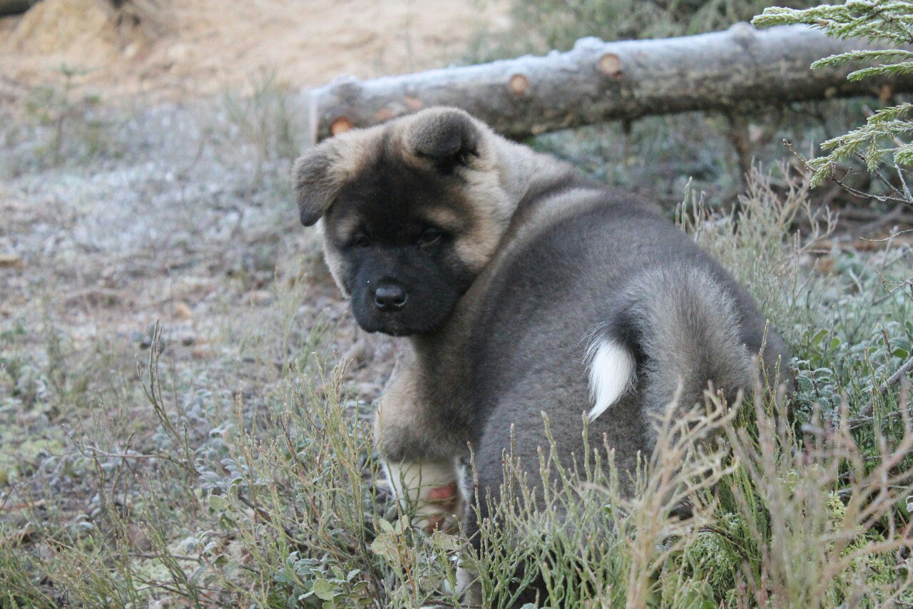 Американская акита питомник RUBYLIGHT. Американская акита I Сиба ину I Питомник RUBYLIGHT