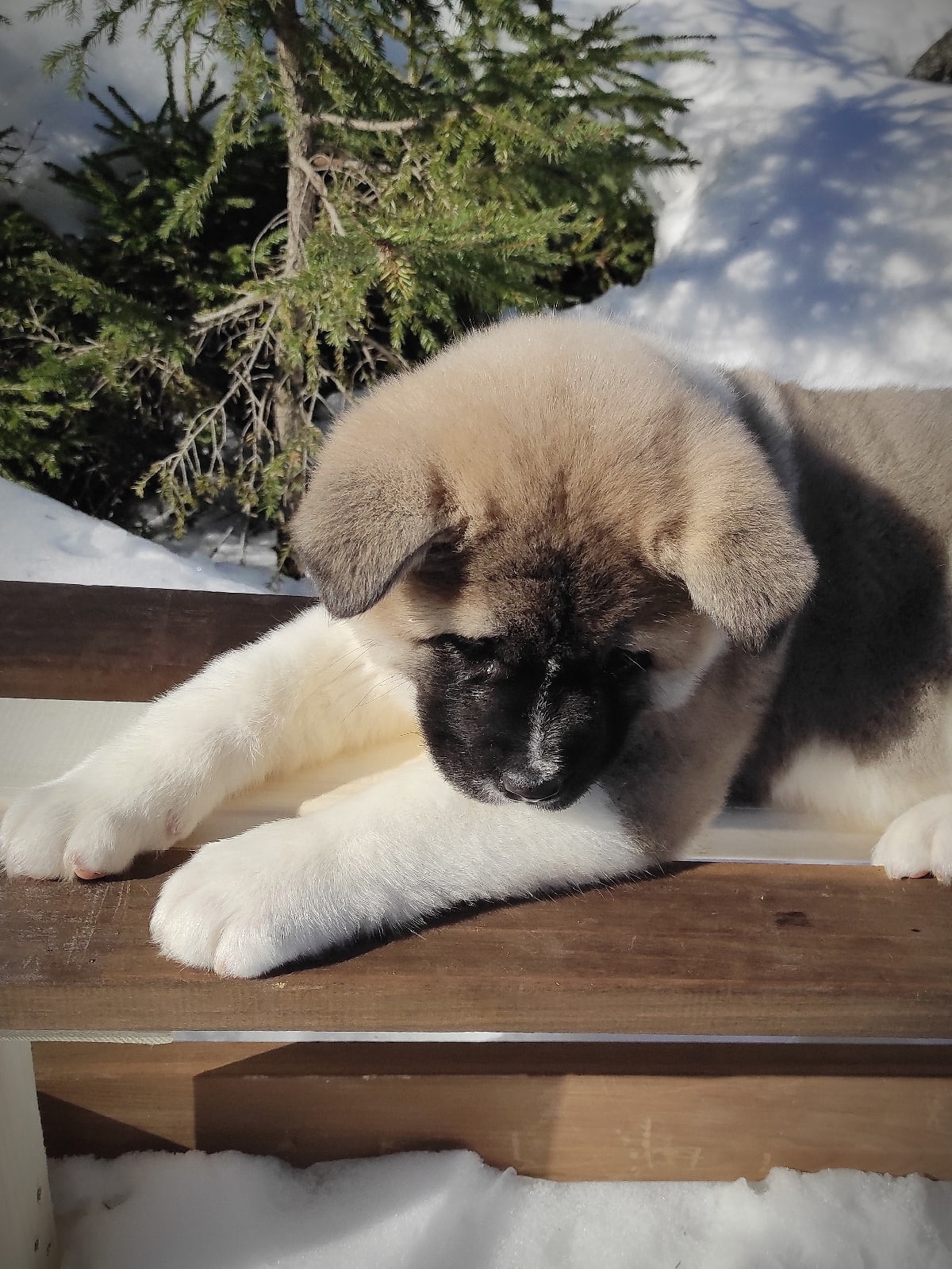 Помет Х дата рождения 21.01.2021 Отец: Alter Real Mercury , Мать: RUBYLIGHT BIYA