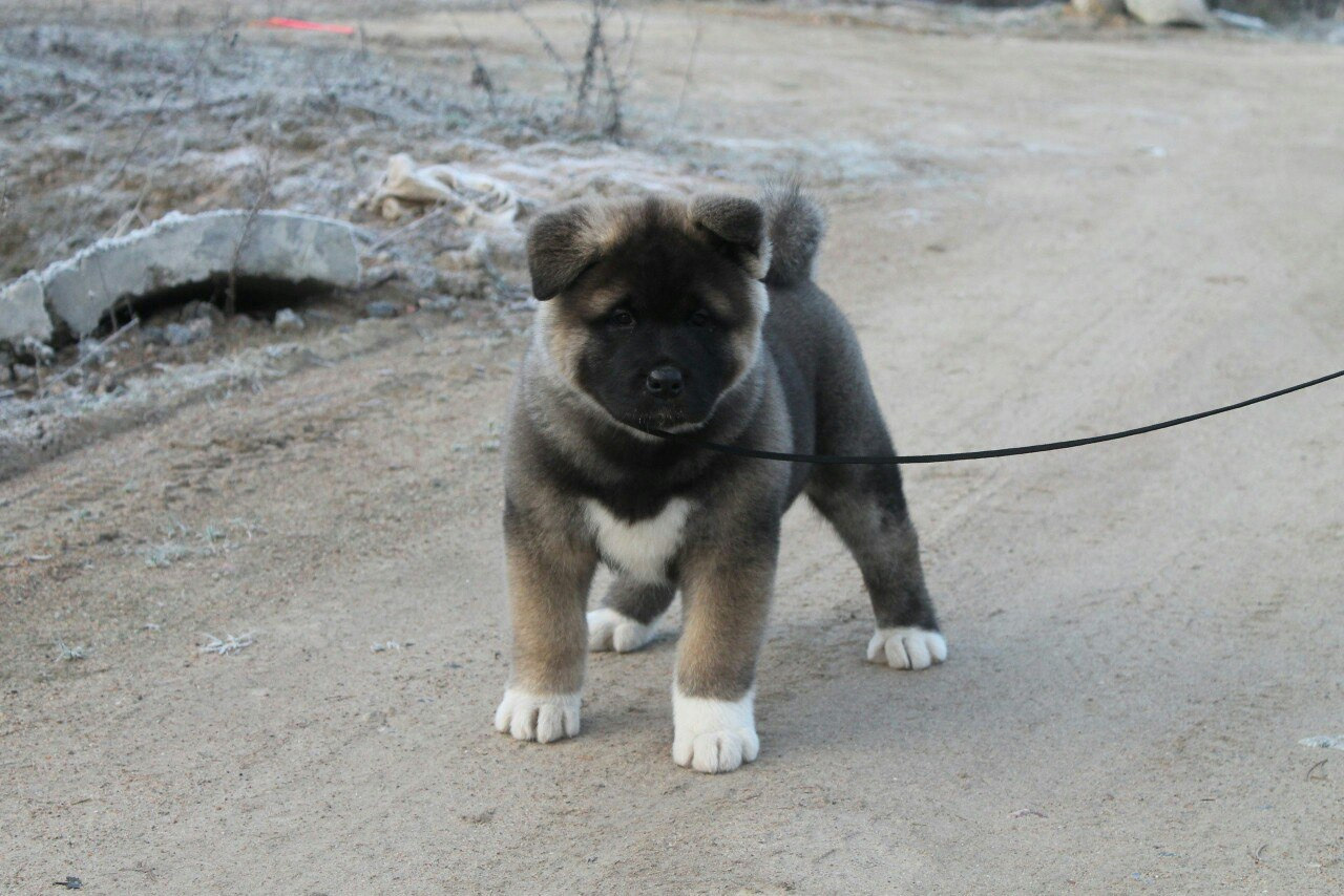 Американская акита питомник RUBYLIGHT. Американская акита I Сиба ину I Питомник RUBYLIGHT