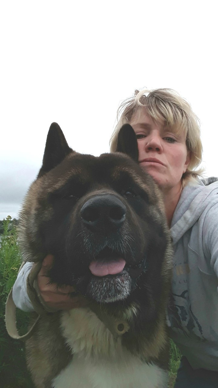 Американская акита питомник RUBYLIGHT. Американская акита I Сиба ину I Питомник RUBYLIGHT