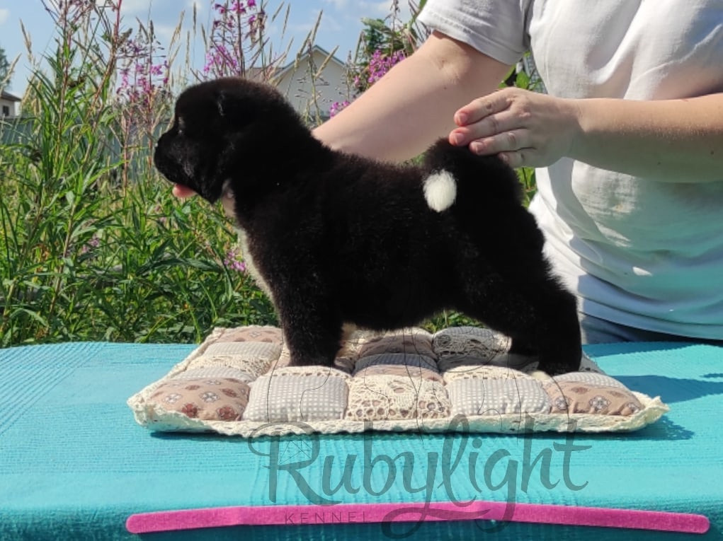 Щенки Американская акита Помет К : Alter Real Mercury и Infinit Happy