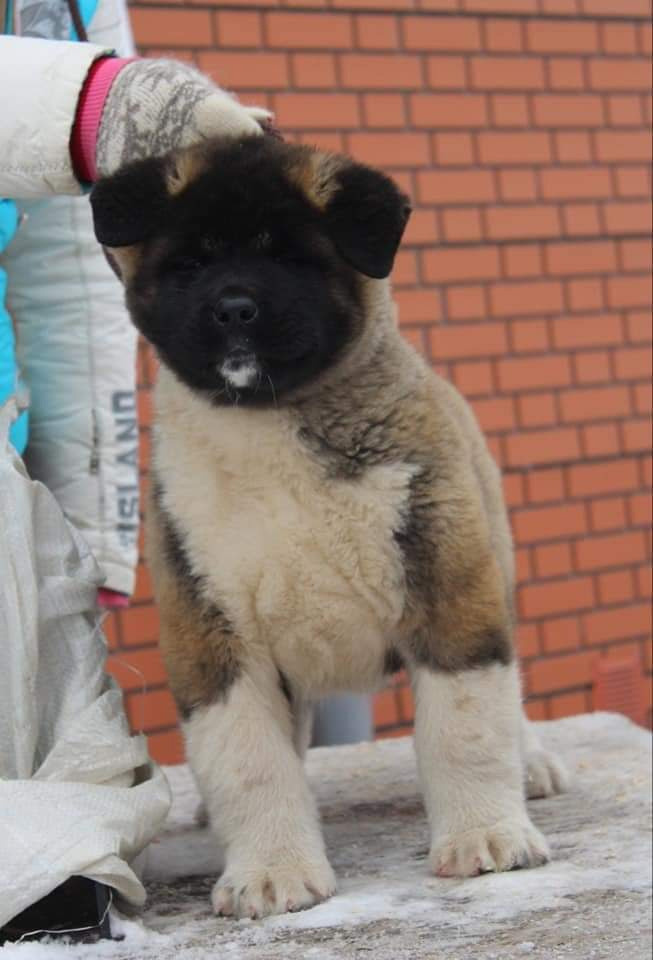 Triumf Sibiri Sting Shape of my Heart * Сэм  (Отец Zar Born To Be Famous Iz Ryzhei Stai , Мать Triumf Sibiri Dreams Come True)  Американская Акита кобель питомник RUBYLIGHT Санкт-Петербург