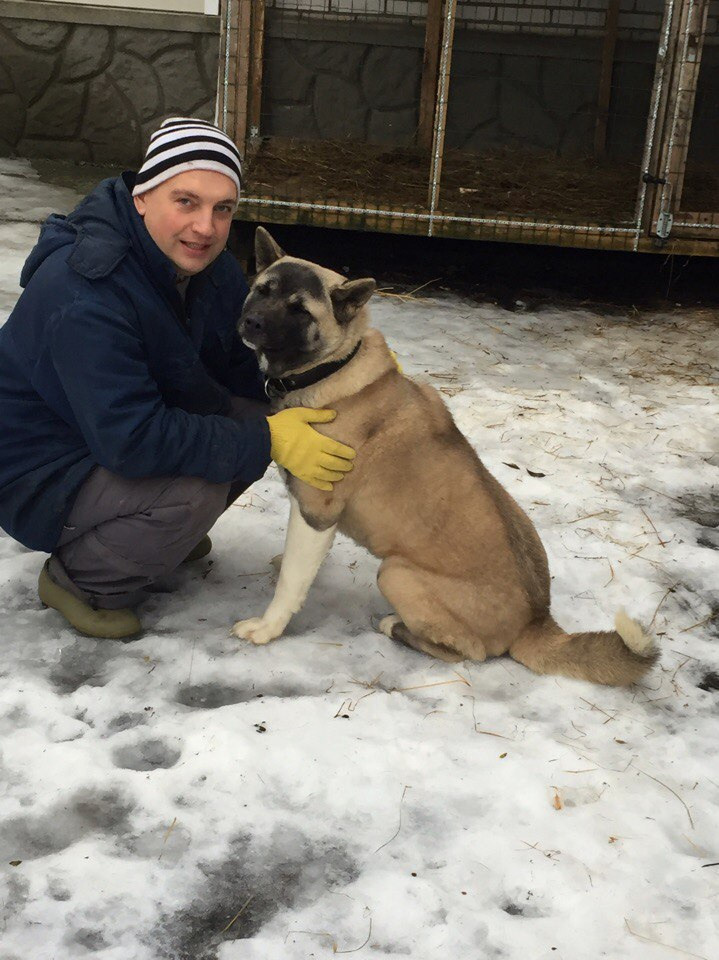 Svargas Dancing in the rain. AMERICAN AKITA RUBYLIGHT KENNEL I SHIBA-INU