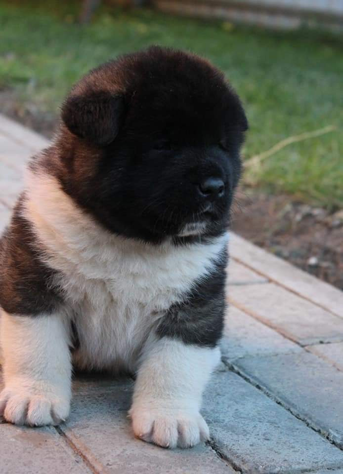 Triumf Sibiri Sting Shape of my Heart * Сэм  (Отец Zar Born To Be Famous Iz Ryzhei Stai , Мать Triumf Sibiri Dreams Come True)  Американская Акита кобель питомник RUBYLIGHT Санкт-Петербург