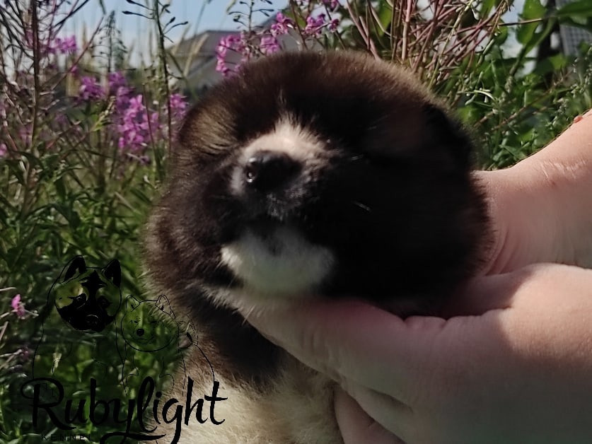 Щенки американской акиты