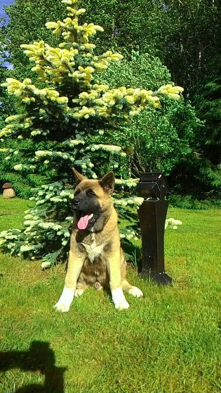 Американская акита питомник RUBYLIGHT. Американская акита I Сиба ину I Питомник RUBYLIGHT