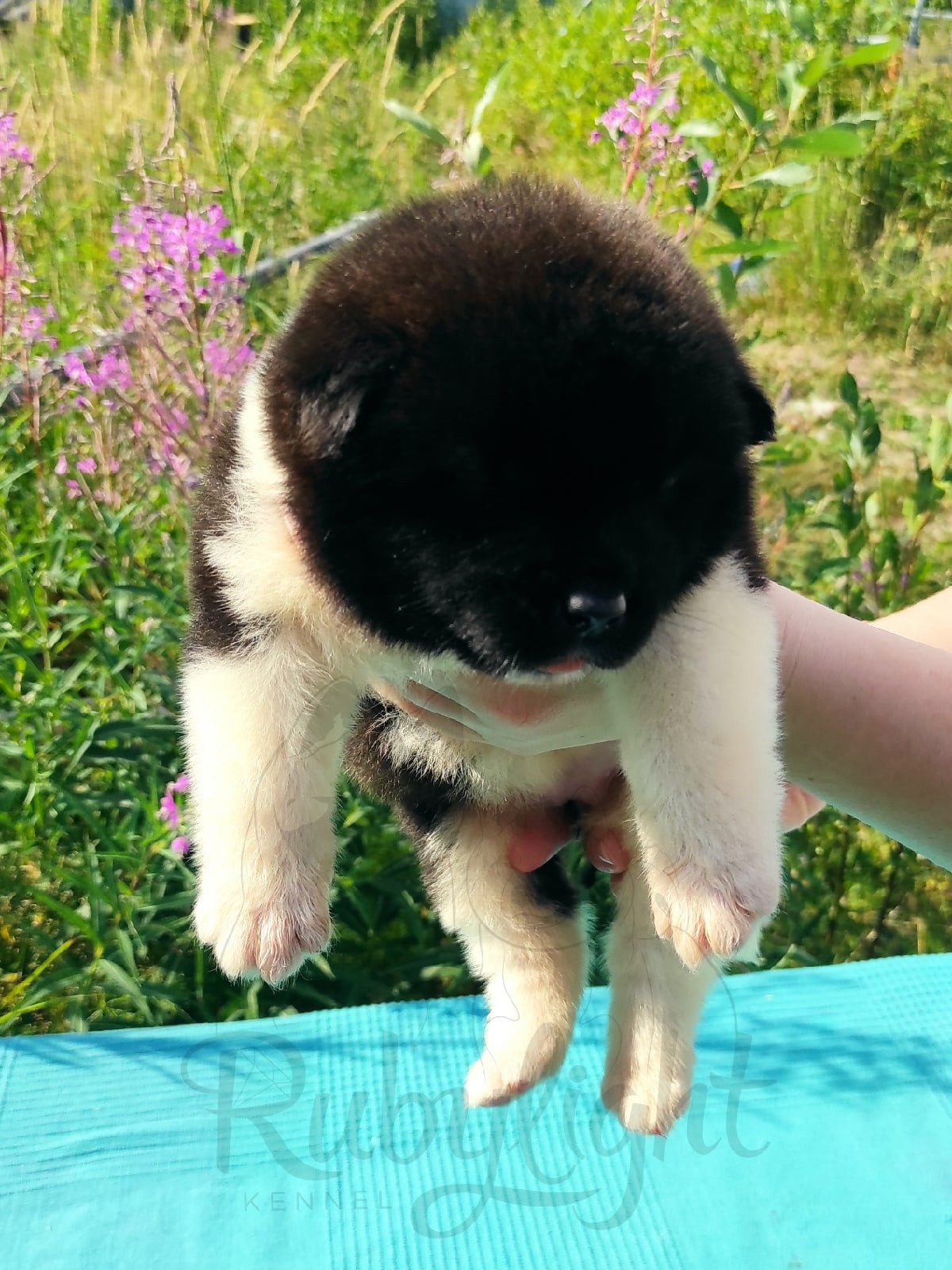 Щенки американской акиты