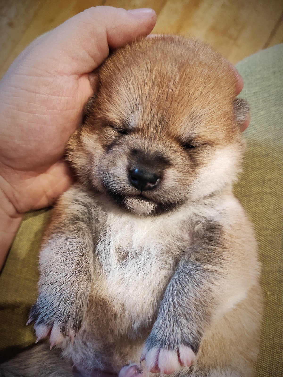 Сиба питомник RUBYLIGHT. Американская акита I Сиба ину I Питомник RUBYLIGHT