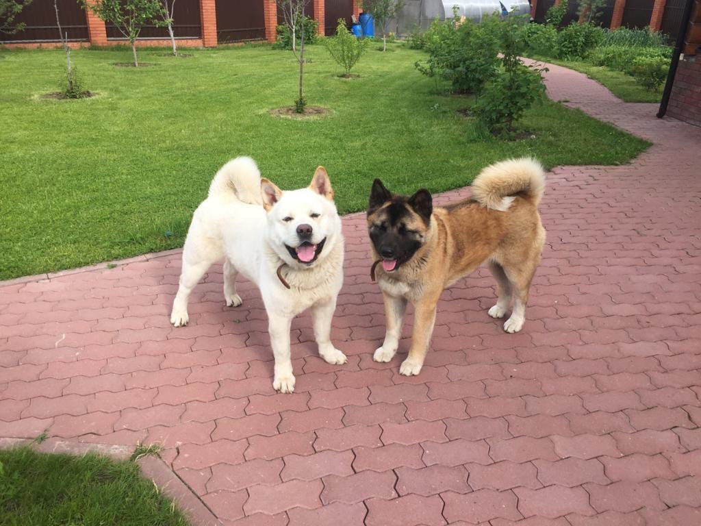 Американская акита питомник RUBYLIGHT. Американская акита I Сиба ину I Питомник RUBYLIGHT