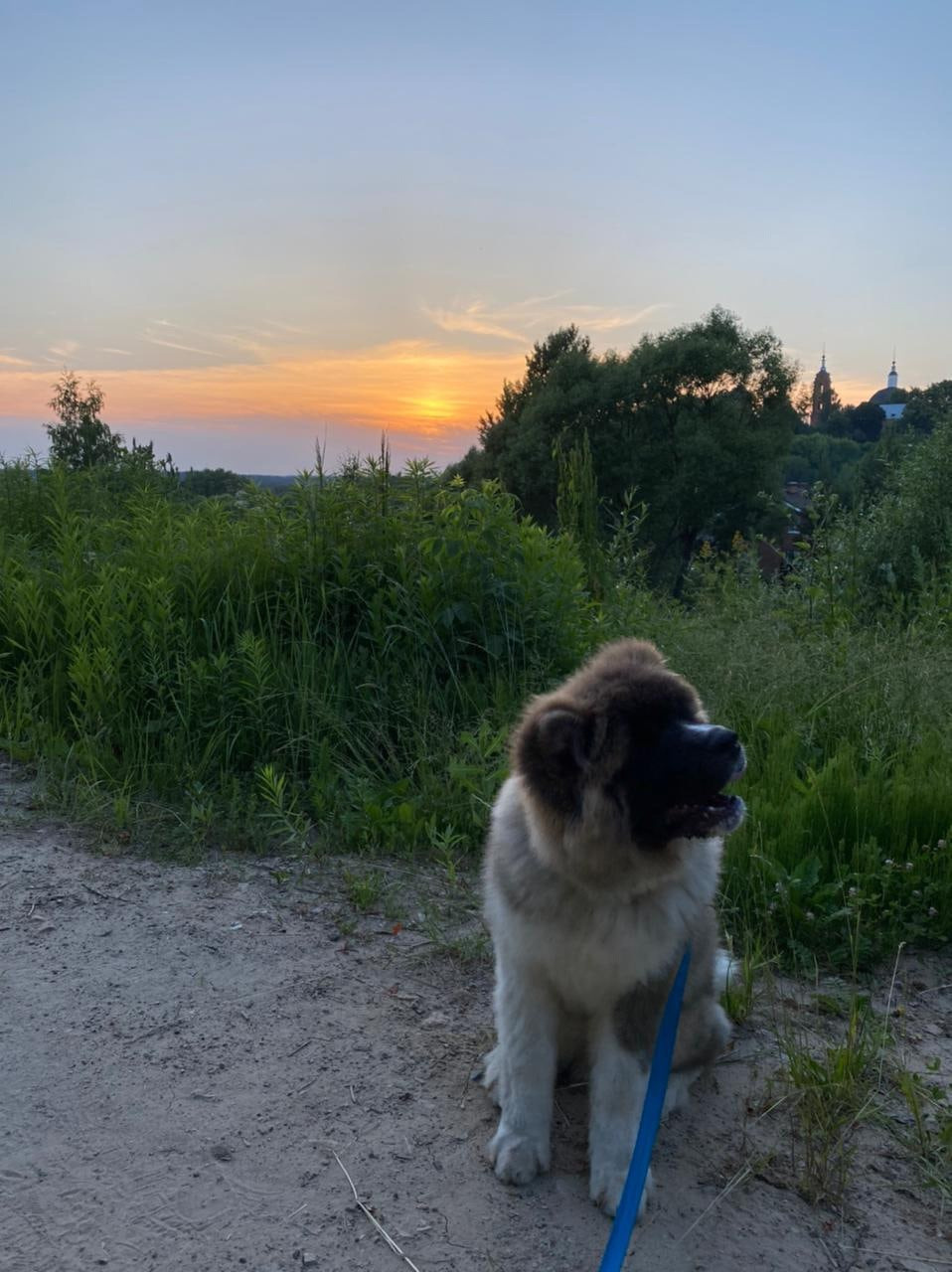 Американская акита щенки питомник