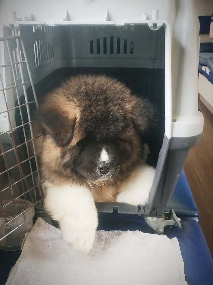 Американская акита щенки питомник