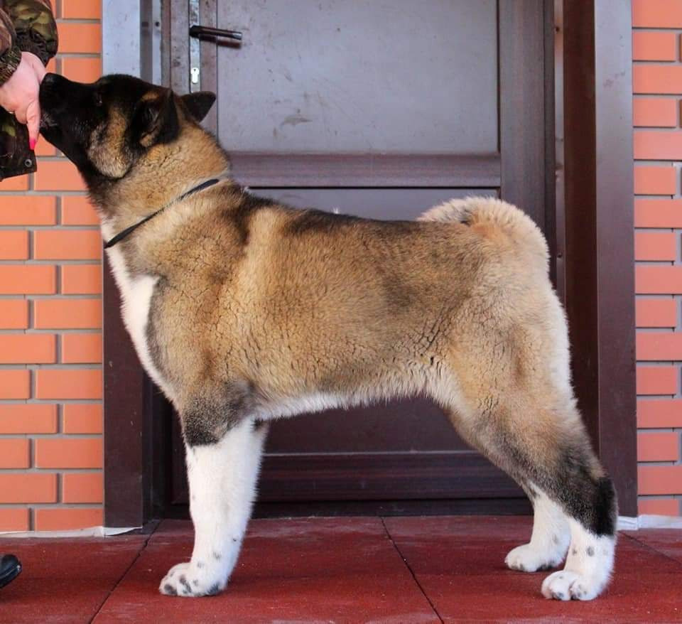 Triumf Sibiri Sting Shape of my Heart * Сэм  (Отец Zar Born To Be Famous Iz Ryzhei Stai , Мать Triumf Sibiri Dreams Come True)  Американская Акита кобель питомник RUBYLIGHT Санкт-Петербург