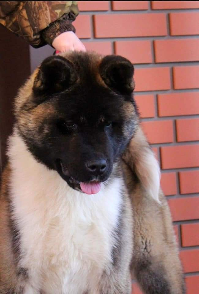 Triumf Sibiri Sting Shape of my Heart * Сэм  (Отец Zar Born To Be Famous Iz Ryzhei Stai , Мать Triumf Sibiri Dreams Come True)  Американская Акита кобель питомник RUBYLIGHT Санкт-Петербург