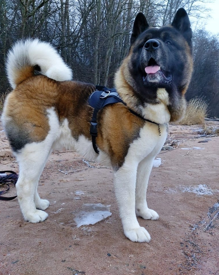 Американская акита питомник RUBYLIGHT. Американская акита I Сиба ину I Питомник RUBYLIGHT