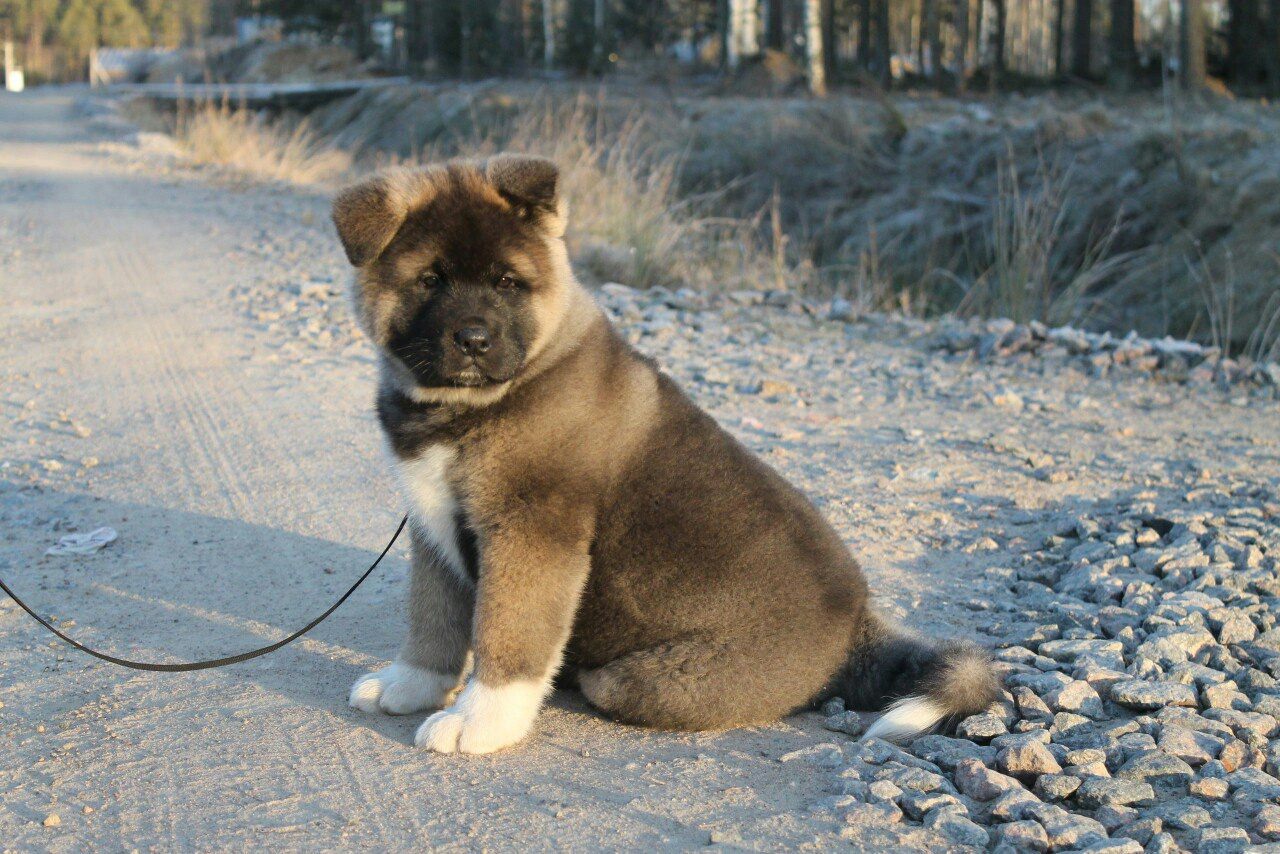 Американская акита питомник RUBYLIGHT. Американская акита I Сиба ину I Питомник RUBYLIGHT