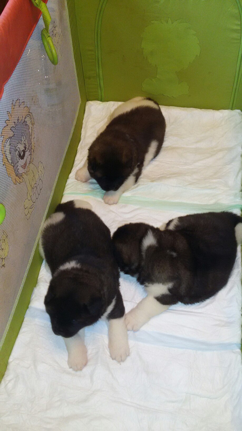 Помет И общее. AMERICAN AKITA RUBYLIGHT KENNEL I SHIBA-INU