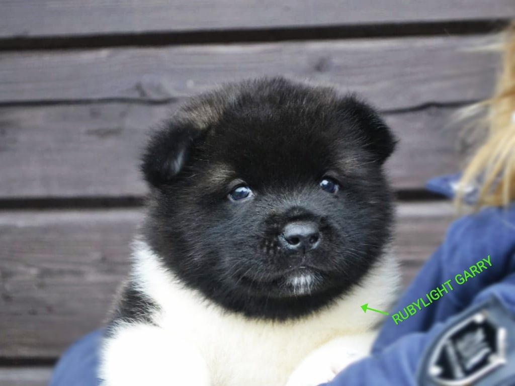 RUBYLIGHT GARRY * Гарри. AMERICAN AKITA RUBYLIGHT KENNEL I SHIBA-INU