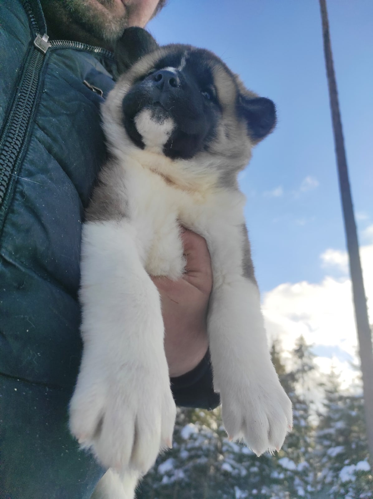 Помет Х дата рождения 21.01.2021 Отец: Alter Real Mercury , Мать: RUBYLIGHT BIYA