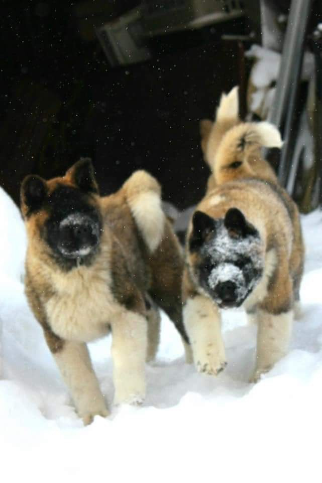 Triumf Sibiri Sting Shape of my Heart * Сэм  (Отец Zar Born To Be Famous Iz Ryzhei Stai , Мать Triumf Sibiri Dreams Come True)  Американская Акита кобель питомник RUBYLIGHT Санкт-Петербург