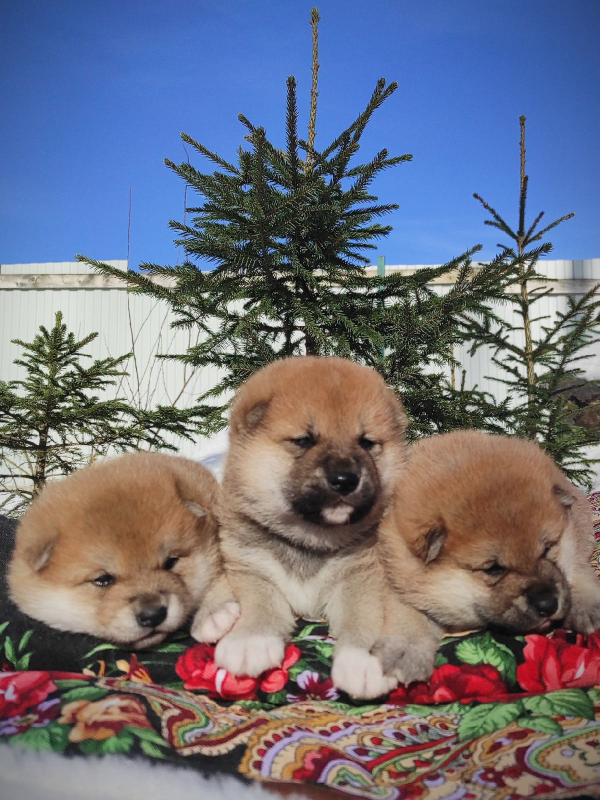 Сиба питомник RUBYLIGHT. Американская акита I Сиба ину I Питомник RUBYLIGHT