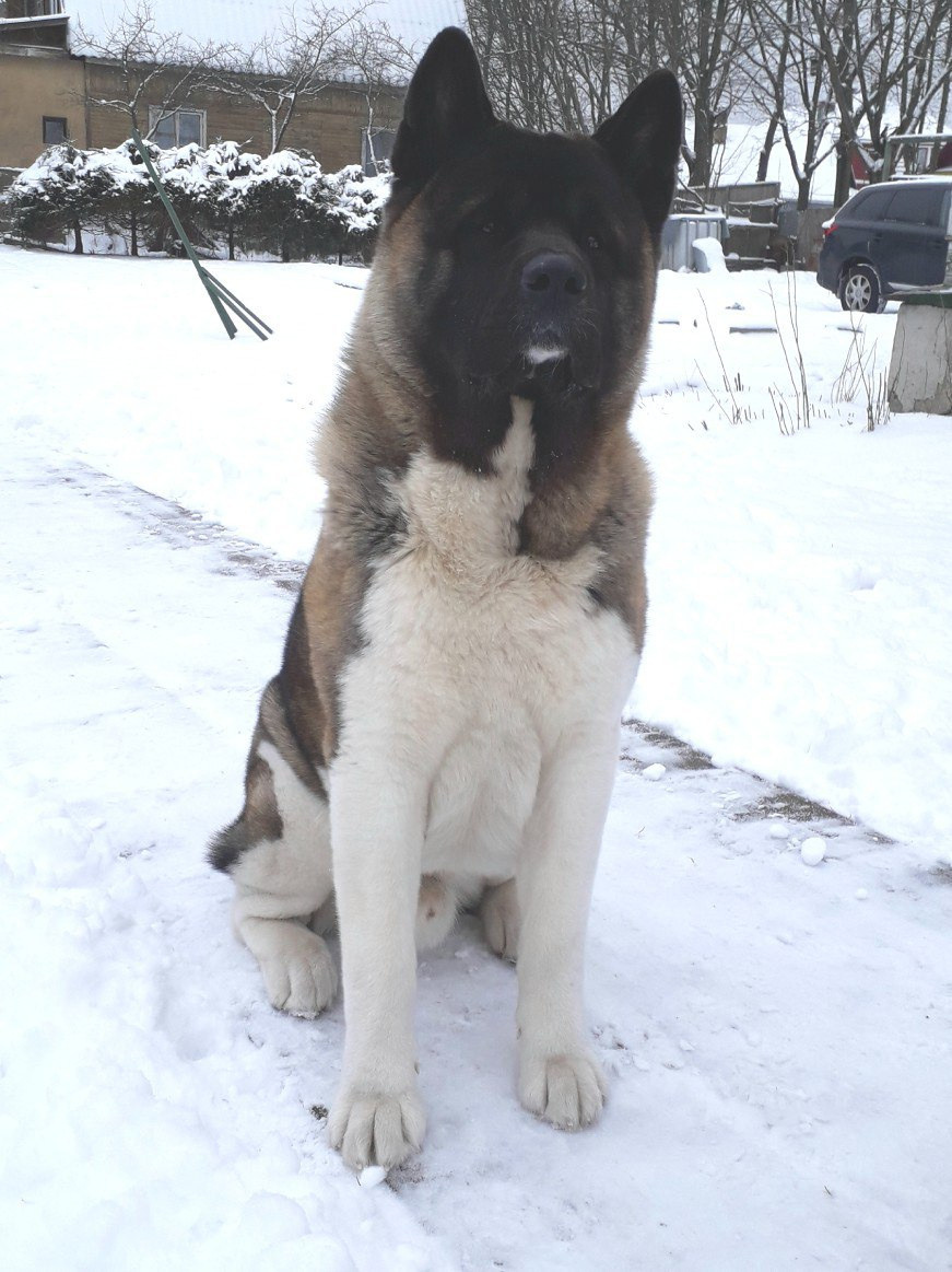 Американская акита питомник RUBYLIGHT. Американская акита I Сиба ину I Питомник RUBYLIGHT