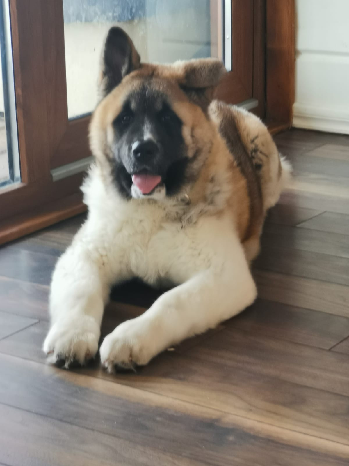 RUBYLIGHT GUCHI * Гуччи. AMERICAN AKITA RUBYLIGHT KENNEL I SHIBA-INU