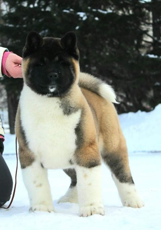 Triumf Sibiri Sting Shape of my Heart * Сэм  (Отец Zar Born To Be Famous Iz Ryzhei Stai , Мать Triumf Sibiri Dreams Come True)  Американская Акита кобель питомник RUBYLIGHT Санкт-Петербург