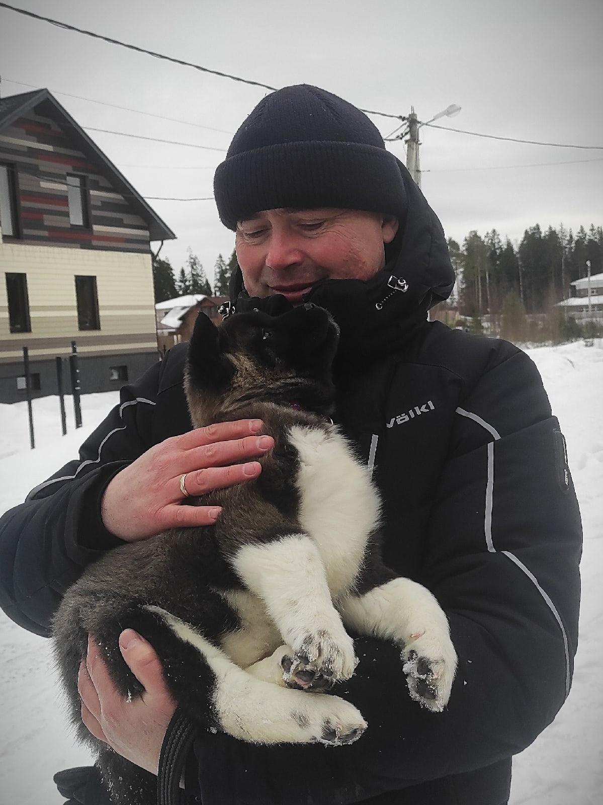 Американская акита щенки питомник