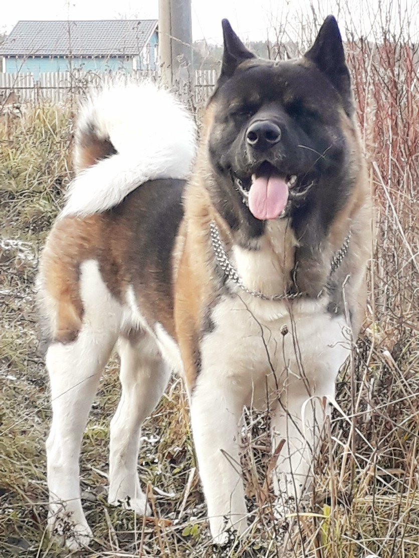 Американская акита питомник RUBYLIGHT. Американская акита I Сиба ину I Питомник RUBYLIGHT