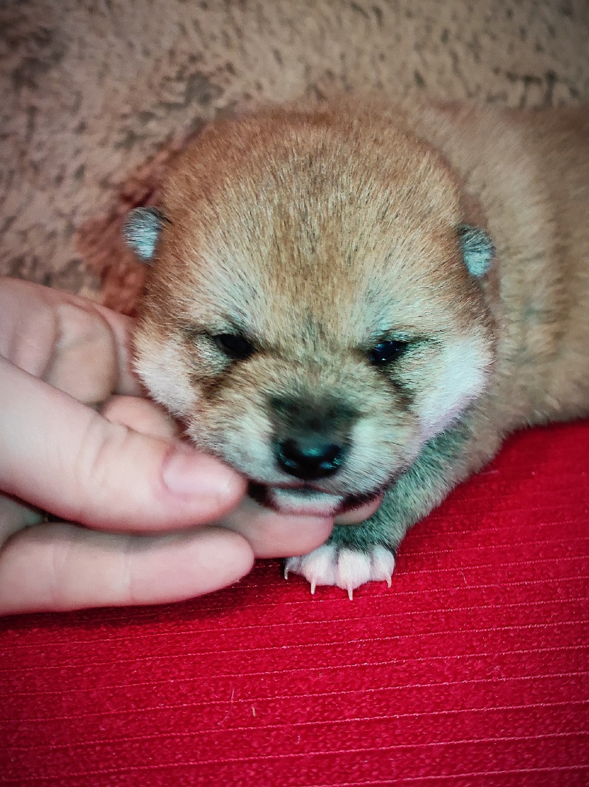 Сиба питомник RUBYLIGHT. Американская акита I Сиба ину I Питомник RUBYLIGHT