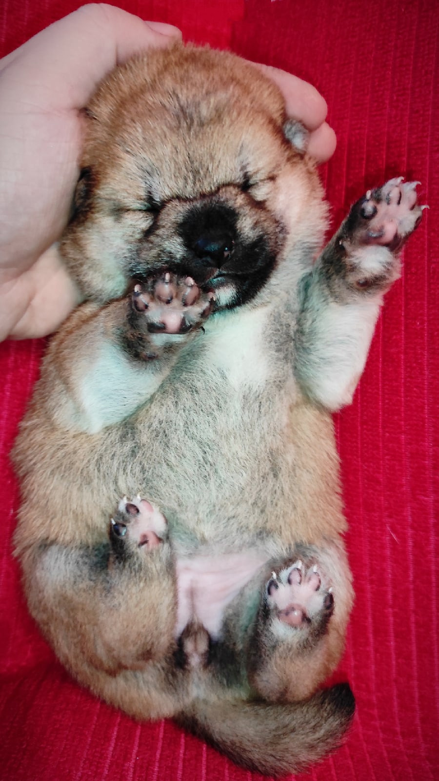 RUBYLIGHT IRIS. AMERICAN AKITA RUBYLIGHT KENNEL I SHIBA-INU