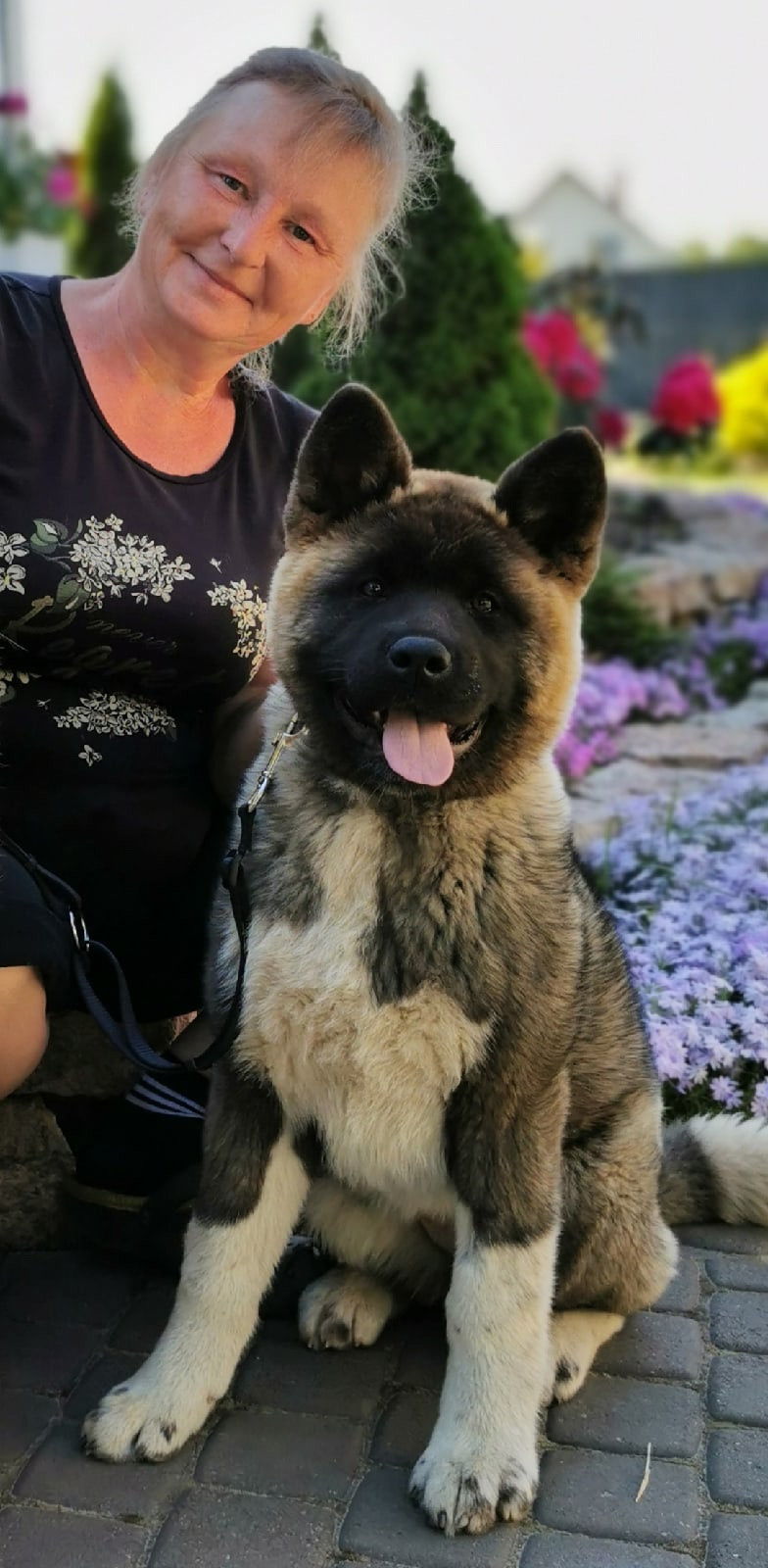 Американская акита щенки питомник