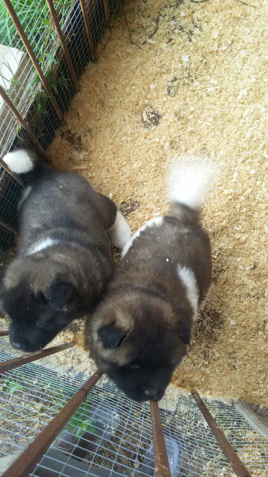 Помет И общее. AMERICAN AKITA RUBYLIGHT KENNEL I SHIBA-INU