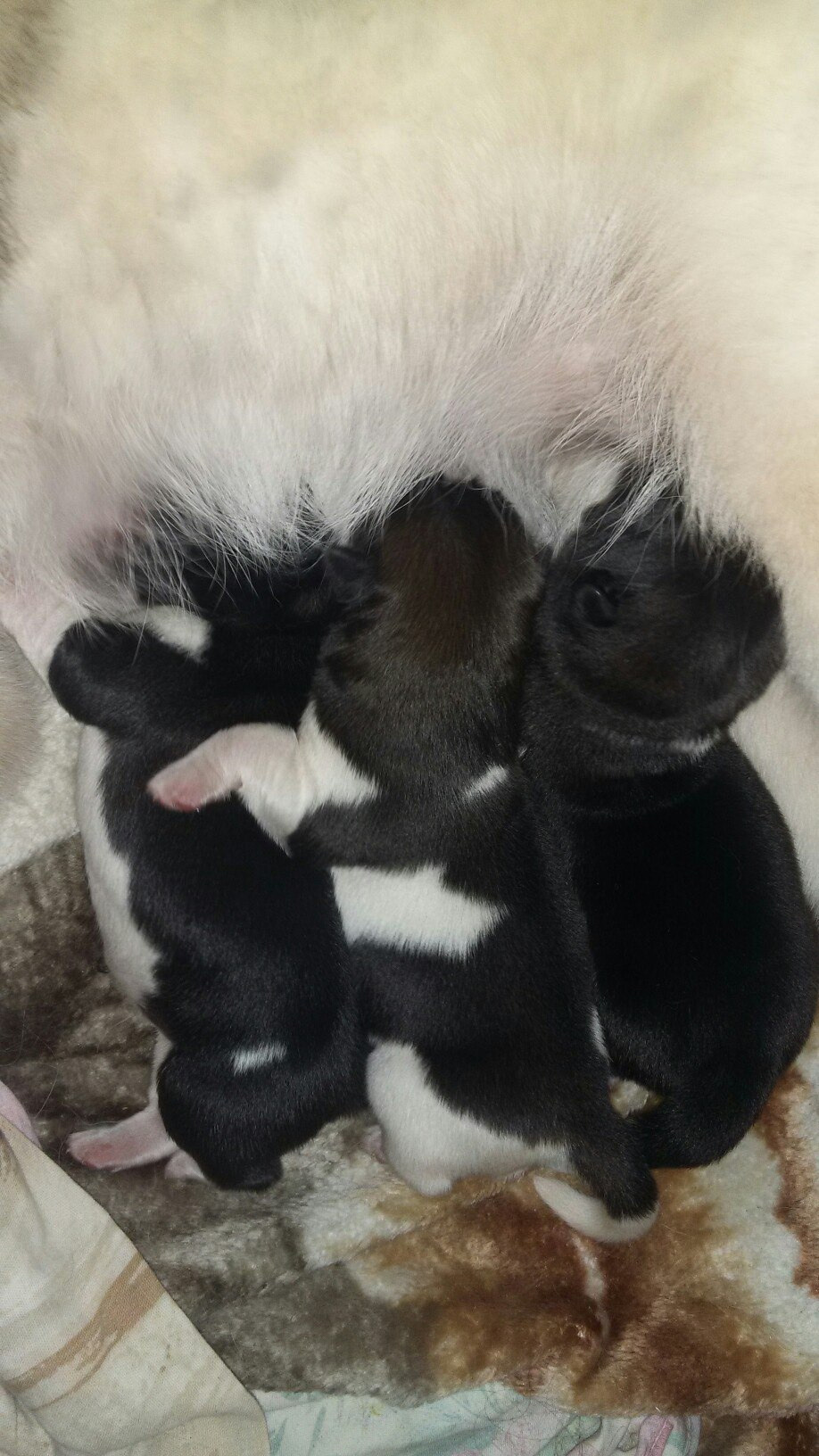 Помет И общее. AMERICAN AKITA RUBYLIGHT KENNEL I SHIBA-INU