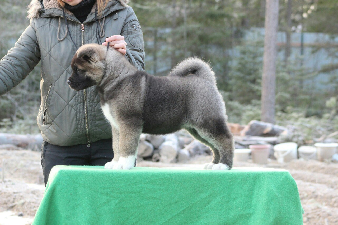 Американская акита питомник RUBYLIGHT. Американская акита I Сиба ину I Питомник RUBYLIGHT