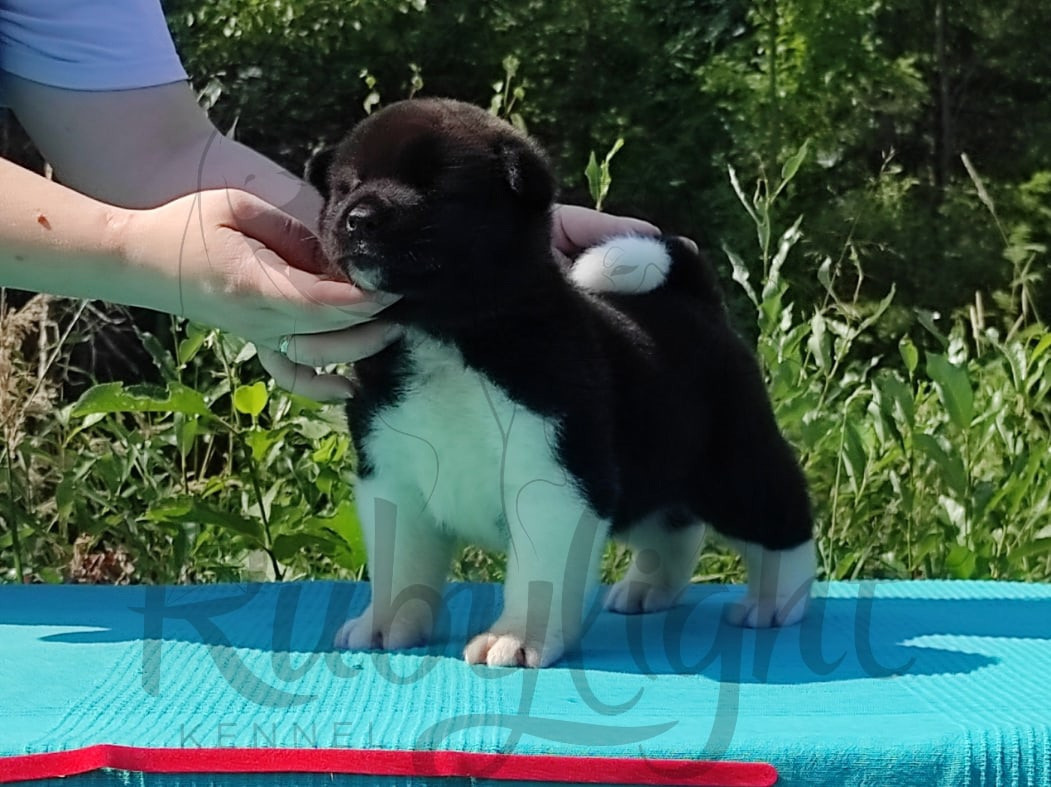 RUBYLIGHT Kamillus, дата рождения 09.06.2021Отец: Alter Real MercuryМать: Infinit Happy, Американская Акита RUBYLIGHT Санкт-Петербург