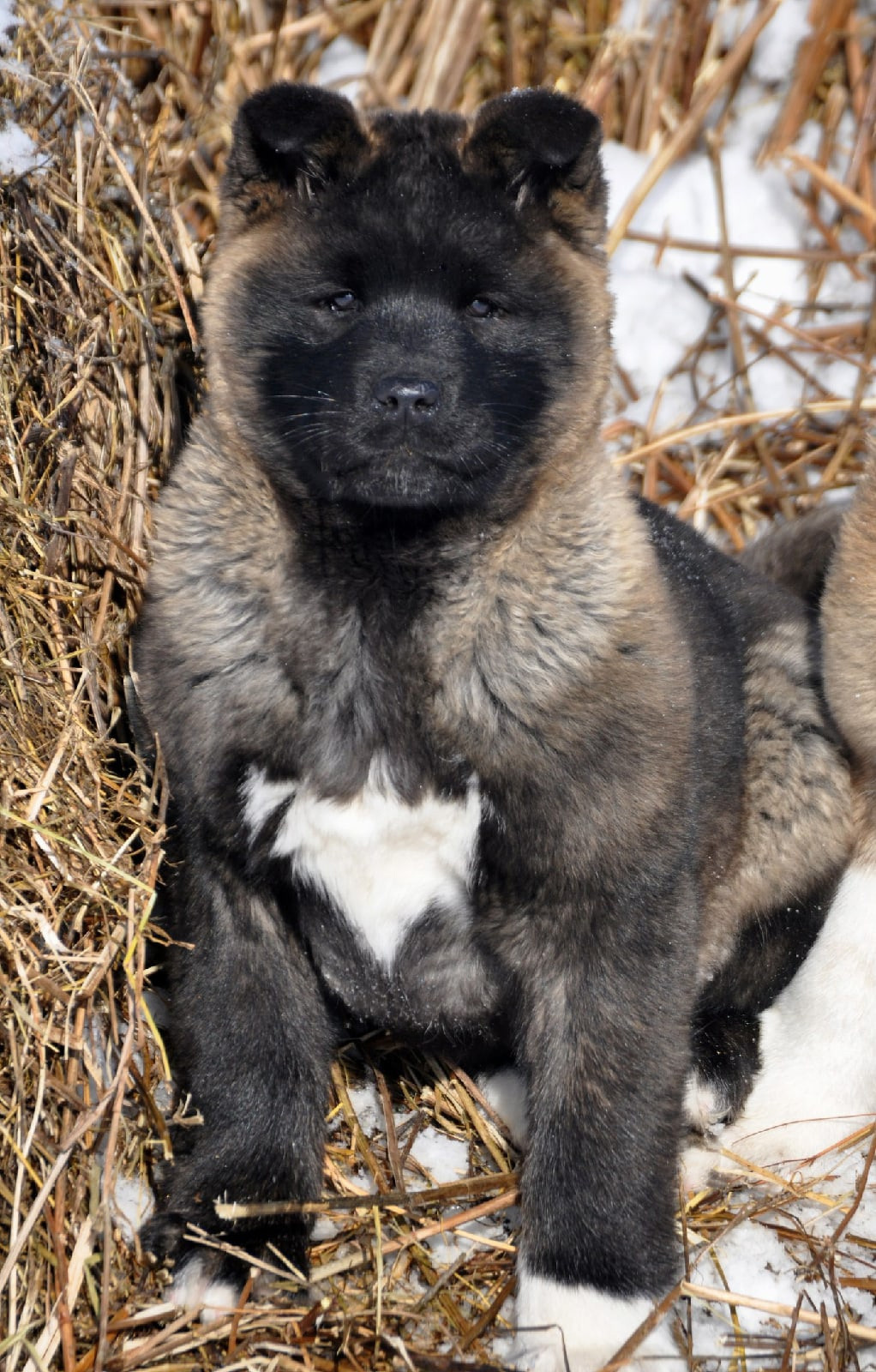 Exceligmos Ambra (Отец: Neypir Dzhemerdzhi GreatМать: Wild Rose) Американская Акита питомник RUBYLIGHT Санкт-Петербург