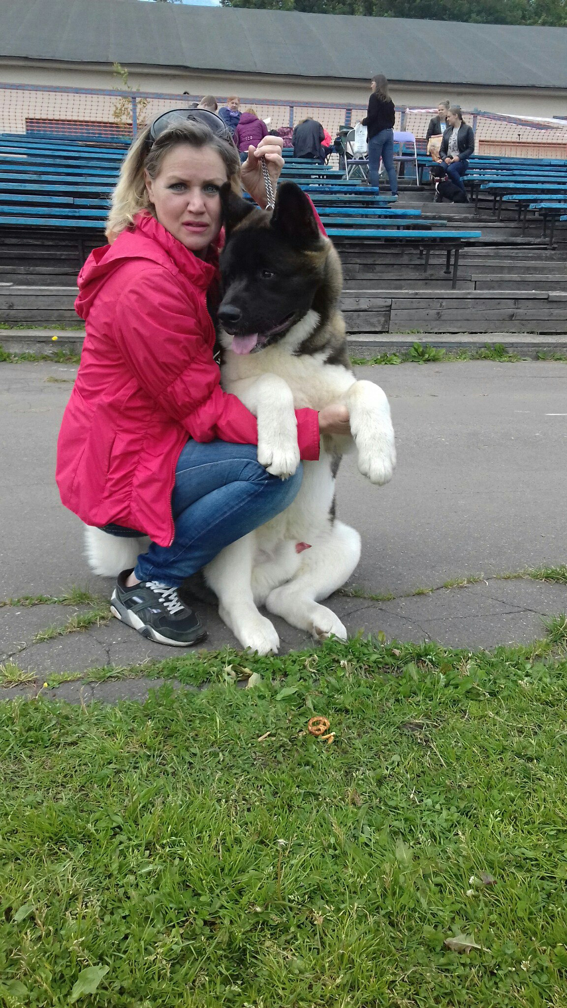 Американская акита питомник RUBYLIGHT. Американская акита I Сиба ину I Питомник RUBYLIGHT