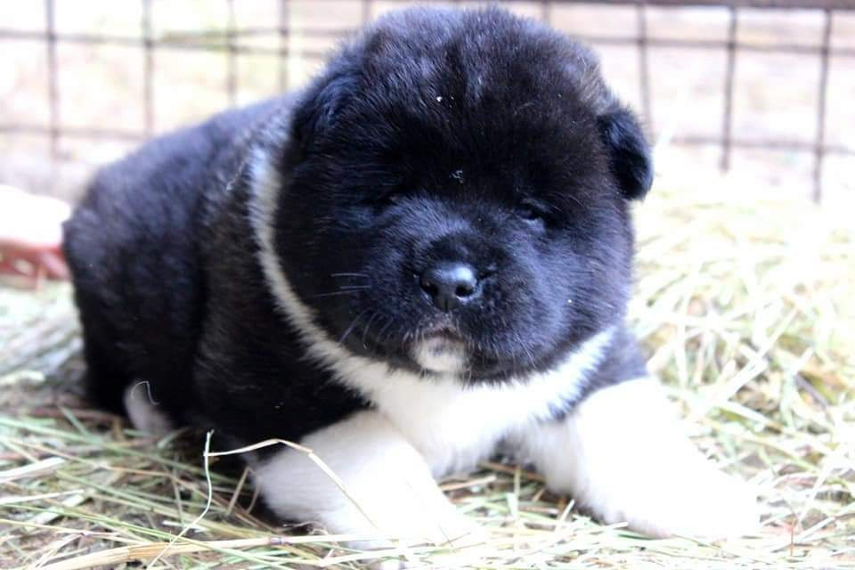 Triumf Sibiri Sting Shape of my Heart * Сэм  (Отец Zar Born To Be Famous Iz Ryzhei Stai , Мать Triumf Sibiri Dreams Come True)  Американская Акита кобель питомник RUBYLIGHT Санкт-Петербург