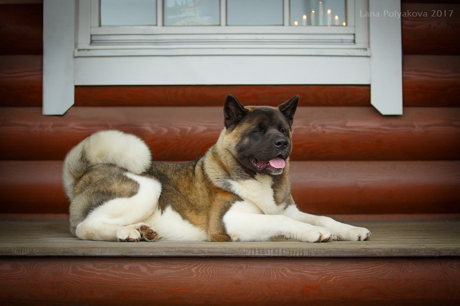 Американская акита питомник RUBYLIGHT. Американская акита I Сиба ину I Питомник RUBYLIGHT