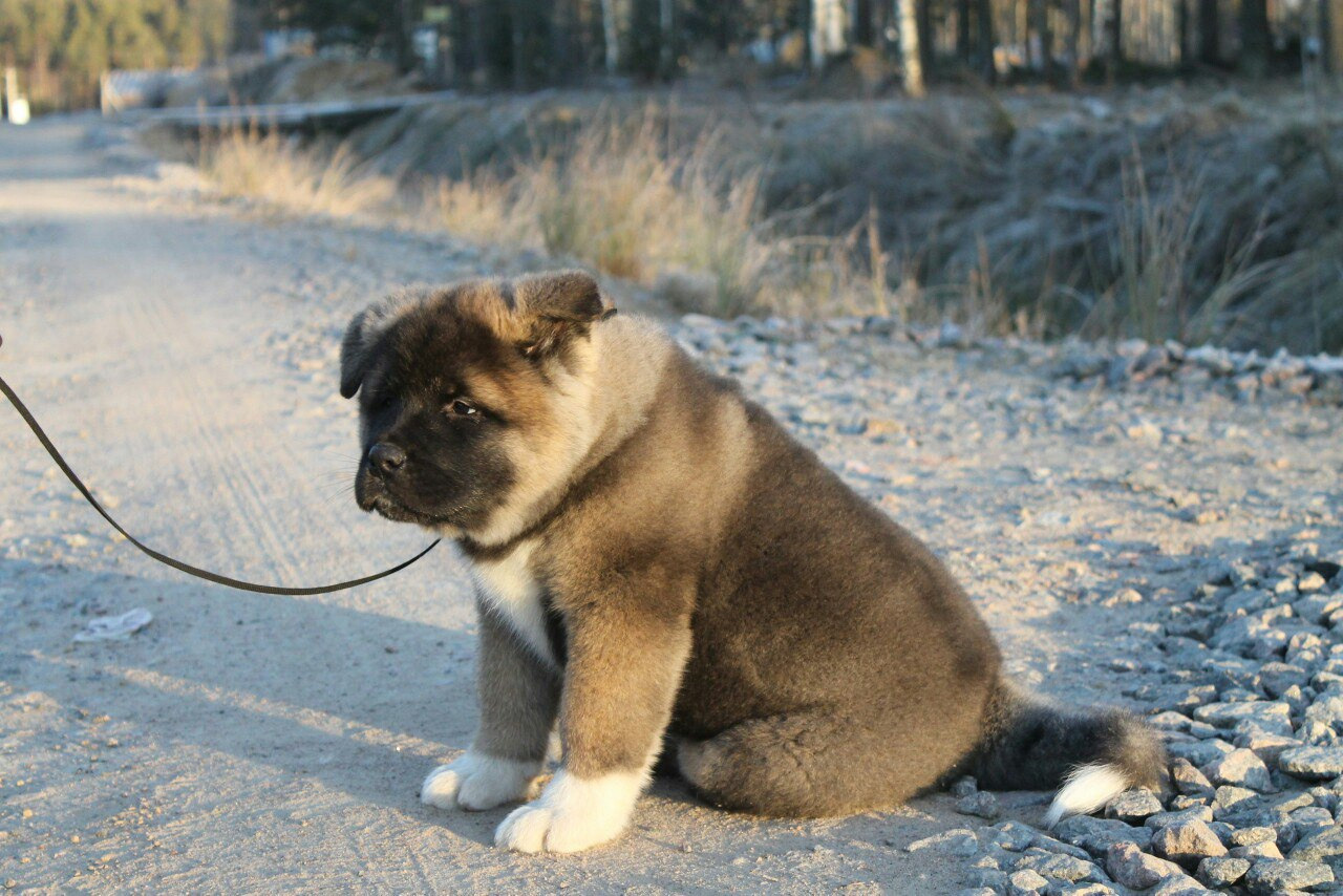 Американская акита питомник RUBYLIGHT. Американская акита I Сиба ину I Питомник RUBYLIGHT