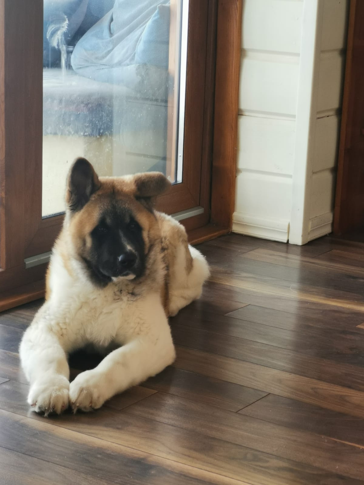 RUBYLIGHT GUCHI * Гуччи. AMERICAN AKITA RUBYLIGHT KENNEL I SHIBA-INU