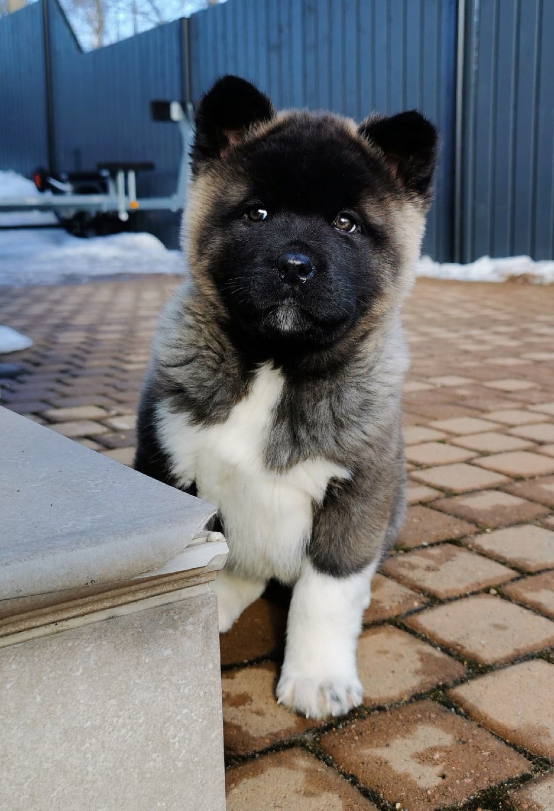 Американская акита щенки питомник