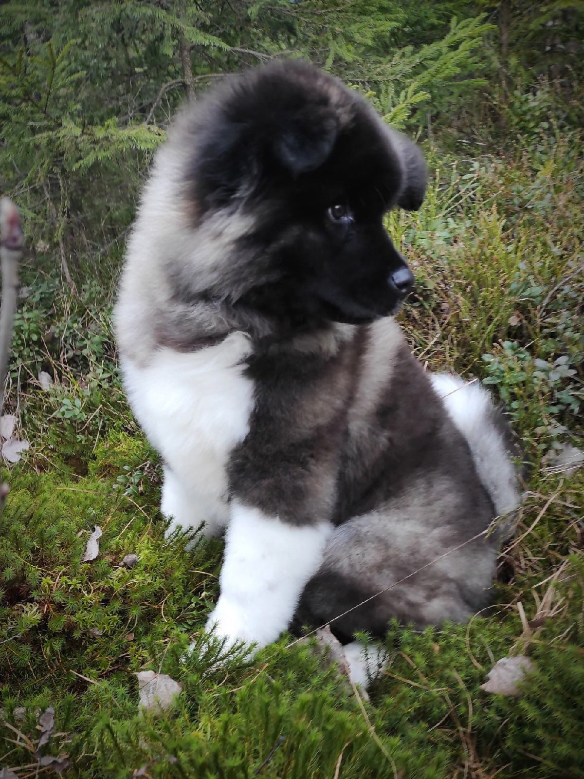 RUBYLIGHT HANNA * Ханна ( Отец: Alter Real Mercury , Мать: RUBYLIGHT BIYA )