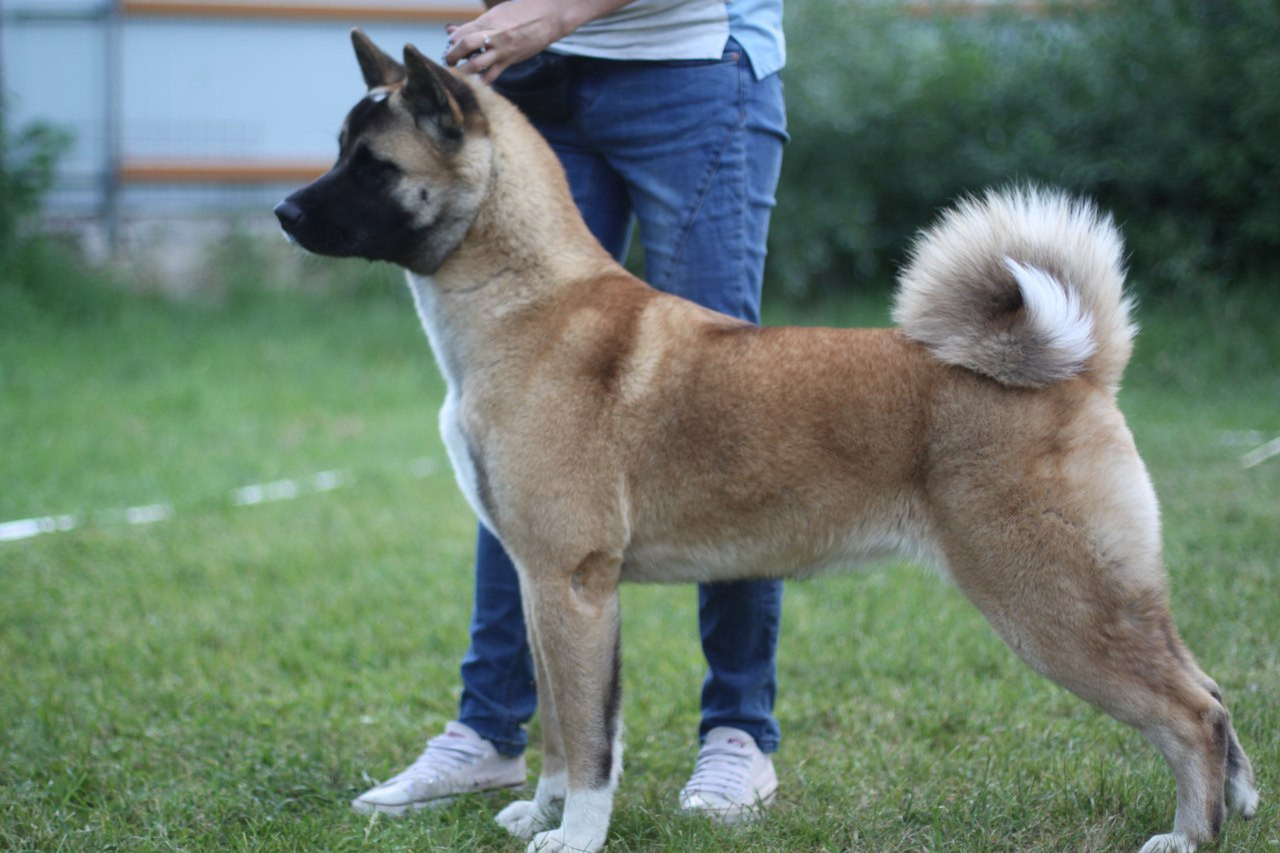 Американская акита питомник RUBYLIGHT. Американская акита I Сиба ину I Питомник RUBYLIGHT