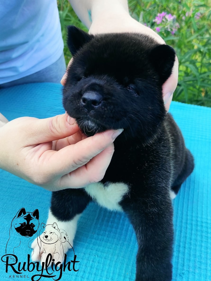 Щенки Американская акита Помет К : Alter Real Mercury и Infinit Happy